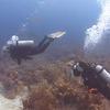 Picture taken during the dive