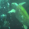 Picture taken during the dive