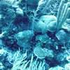 Picture taken during the dive