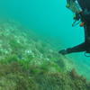 Picture taken during the dive