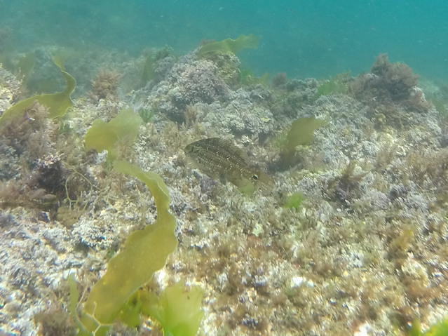 Buceo Ciesub S.L. - Dive Center in Spain