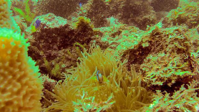 Diving in Japan, Izu Peninsula - By Sebastien