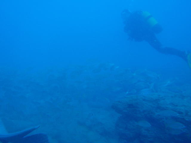TOP DIVING - Dive Center in Spain