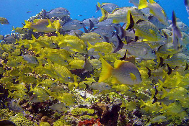 Solo Buceo/Only Diving - Dive Center in Mexico