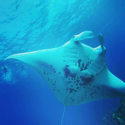 Kona Ocean Adventures - Dive Center in United States