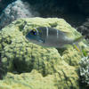 Picture taken during the dive