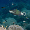Picture taken during the dive