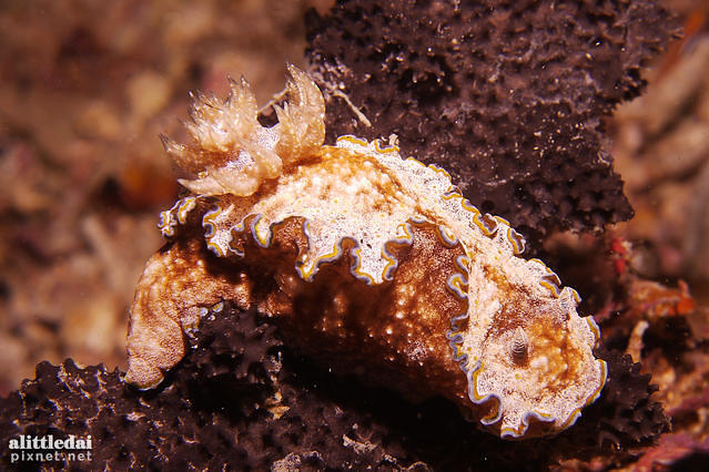 Fun & Sun Dive & Travel - Dive Center in Philippines