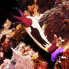 Picture taken during the dive