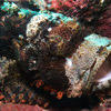 Picture taken during the dive