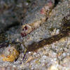 Picture taken during the dive