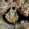 Picture taken during the dive