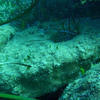 Picture taken during the dive