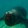 Picture taken during the dive