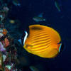 Picture taken during the dive