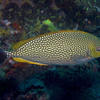 Picture taken during the dive