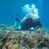 Picture taken during the dive
