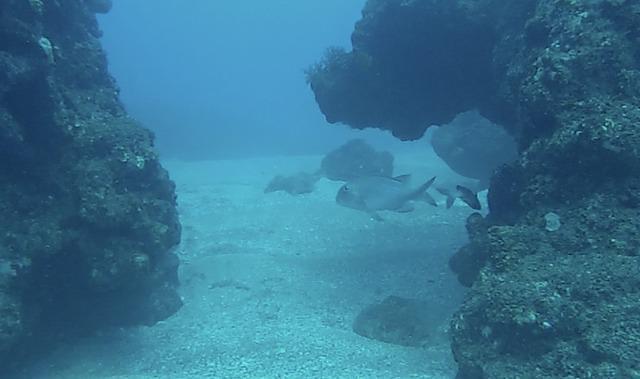 Corail Plongée - Dive Center in Reunion