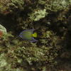 Picture taken during the dive