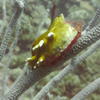 Picture taken during the dive