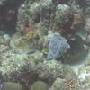Picture taken during the dive