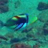 Picture taken during the dive