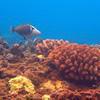 Picture taken during the dive