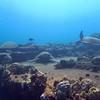 Picture taken during the dive