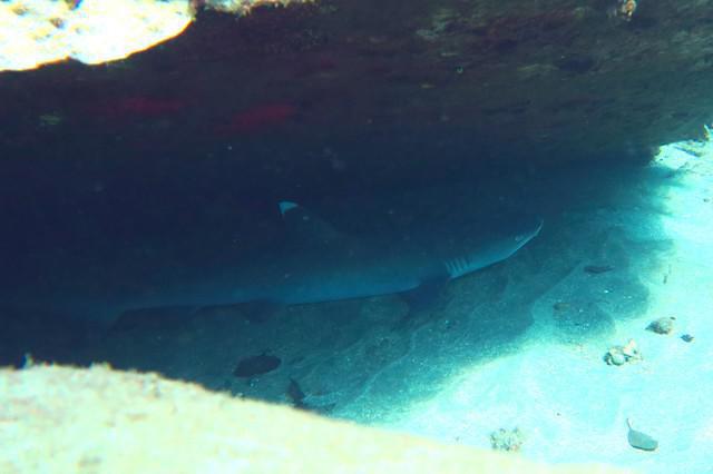 Maui Diving Scuba Center - Dive Center in United States