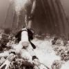 Picture taken during the dive