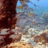 Picture taken during the dive