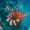 Picture taken during the dive