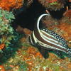 Picture taken during the dive