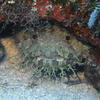 Picture taken during the dive