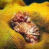 Picture taken during the dive