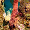 Picture taken during the dive