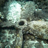 Picture taken during the dive
