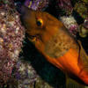 Picture taken during the dive