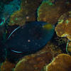 Picture taken during the dive