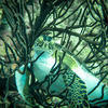 Picture taken during the dive