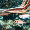 Picture taken during the dive