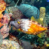 Picture taken during the dive