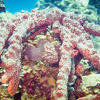 Picture taken during the dive