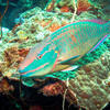 Picture taken during the dive