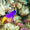 Picture taken during the dive