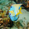 Picture taken during the dive