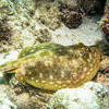 Picture taken during the dive