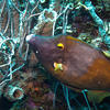 Picture taken during the dive