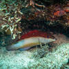 Picture taken during the dive