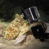Picture taken during the dive
